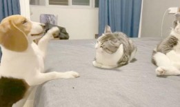 吃瓜群众抢眼视频下载,抢眼视频下载热潮席卷而来