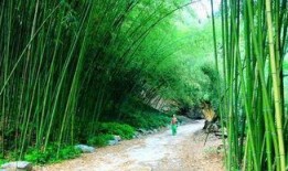 王府竹海吃瓜群众挑战赛,挑战赛激战正酣，吃瓜群众热情高涨