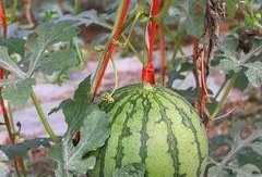 吃瓜群众领取福利,共享幸福时光