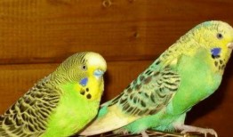 虎皮鹦鹉吃瓜群众,瓜果乐园中的快乐食客