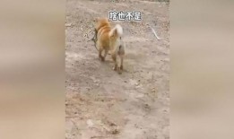 吃瓜群众狗拿耗子多管闲事,多管闲事背后的社会现象解析