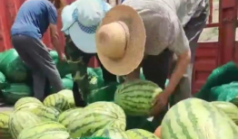 驻马店的吃瓜群众,吃瓜群众的热议焦点