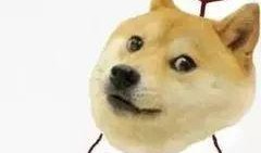 吃瓜群众一只单身狗,一只单身狗的欢乐生活