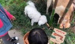 吃瓜群众小盆友怎么形容,网络时代的围观力量