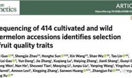 中国式吃瓜群众作文