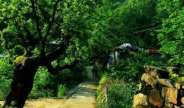 王府竹海吃瓜群众挑战赛,挑战赛激战正酣，吃瓜群众热情高涨