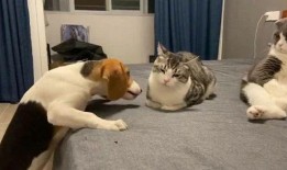 吃瓜群众抢眼视频下载,抢眼视频下载热潮席卷而来