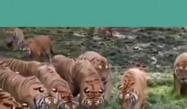 吃瓜群众小老虎图片,趣味横生的夏日时光