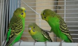 虎皮鹦鹉吃瓜群众,瓜果乐园中的快乐食客