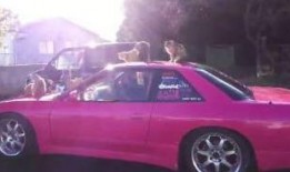 吃瓜群众的车视频大全,吃瓜群众视角下的汽车世界