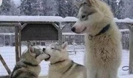 吃瓜群众一只单身狗,一只单身狗的欢乐生活