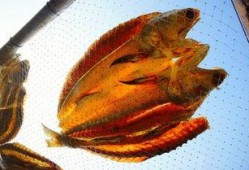 咸鱼群众吃瓜视频,吃瓜视频背后的网络现象解析