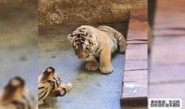 吃瓜群众小老虎图片,趣味横生的夏日时光