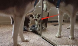 吃瓜群众小二狗,揭秘娱乐圈那些事儿