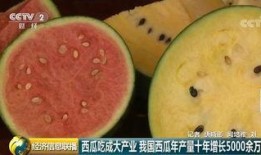 吃瓜群众中的瓜皮是什么,网络热词背后的文化现象