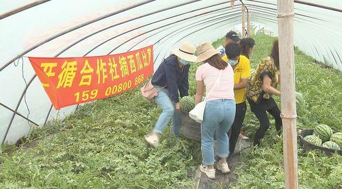 吃瓜群众在公园拍到的瓜,吃瓜群众捕捉到的神秘瓜界奇观