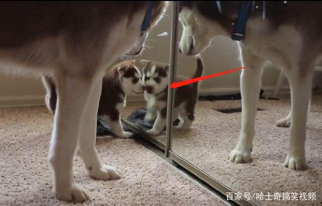 吃瓜群众小二狗,揭秘娱乐圈那些事儿