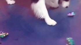 吃瓜群众狗拿耗子多管闲事,多管闲事背后的社会现象解析