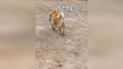 吃瓜群众狗拿耗子多管闲事,多管闲事背后的社会现象解析