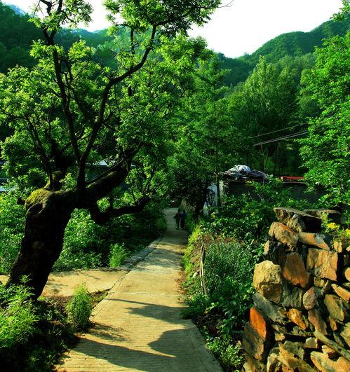 王府竹海吃瓜群众挑战赛,挑战赛激战正酣，吃瓜群众热情高涨