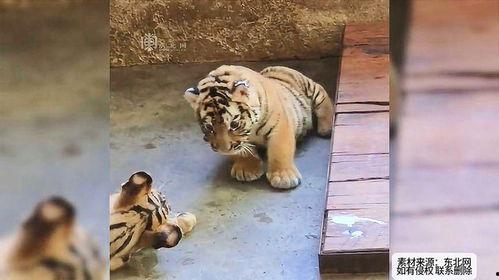 吃瓜群众小老虎图片,趣味横生的夏日时光