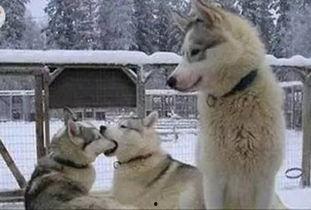 吃瓜群众一只单身狗,一只单身狗的欢乐生活